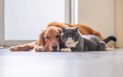 Стрес кај кучиња и мачки: Како влијае карантинот на животот на домашните миленици?