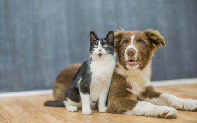 Хипертензија кај кучиња и мачки: Разберете што е тоа и како влијае на животните