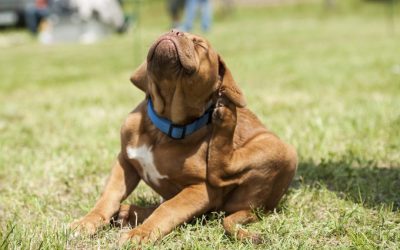 Краста кај кучињата: Што е тоа и како да се третира?