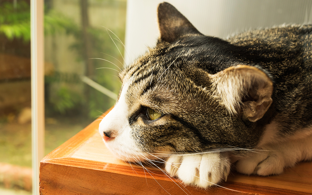 Кога повраќањето на мачка укажува на сериозен проблем?