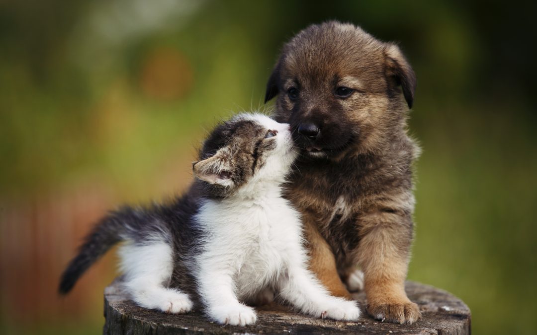 Грижа за кученца: Совети за нови сопственици на миленичиња
